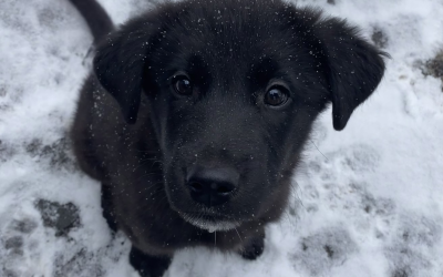 Walter Rockett | Featured Dog